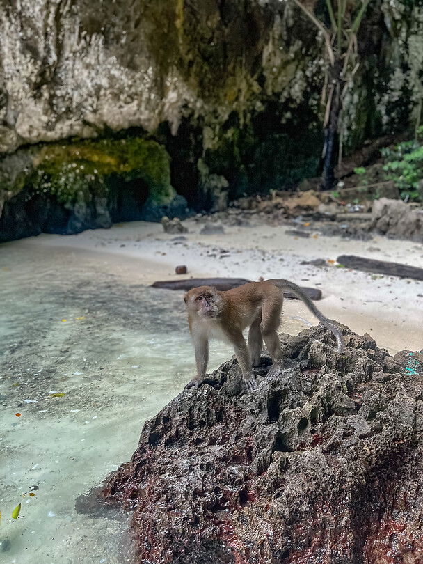 Monkey Bay