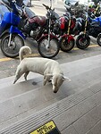 Zwerfhond