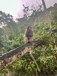 Aapje bij Monkey Cave