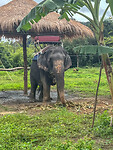 Olifant