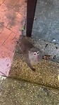 Apen bij Monkey Cave