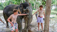 Olifant modderbad