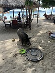 Varkens op het strand