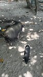 Varkens op het strand