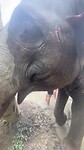 Olifant modderbad