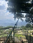 Tree swing