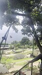 Tree swing