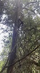 Aap