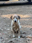 Zwerfhond