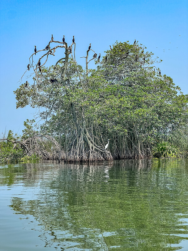 Tour Río Dulce