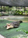 Crocodile Adventureland