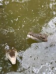 Crocodile Adventureland