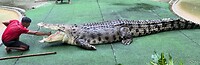 Crocodile Adventureland
