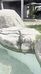 Salamander in zwembad Sabah Hotel Sandakan