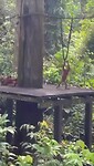 Orang Utans