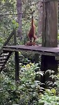 Orang Utans