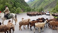 Schapen op de weg