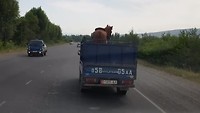 Vervoer van paard naar markt in Uzgen