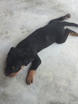 IT'S A PUP!