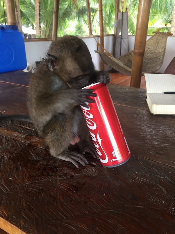 Do you have diet?