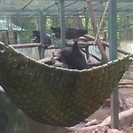Chilling in the hammock
