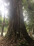 Very old tree