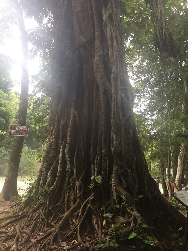 Very old tree