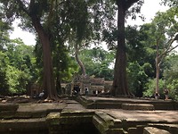 Nature at tomb raider's scene
