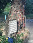 The horrible tree at the killing fields