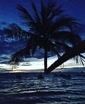 Palm tree magic