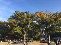 Stunning Ueno Park