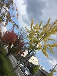 Kyoto trees