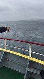 Zeehondjes?