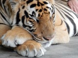 Sleeping beauty...