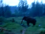 Kom je in de schemering opeens een 'wilde' olifant tegen!
