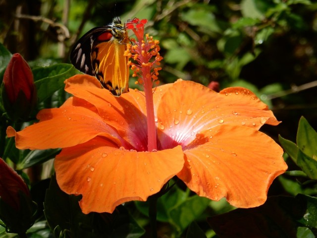 Het bezoek aan de 'fantastische' butterfly farm...