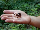 Baby Cicade, wat een rot geluid maken die beestjes!