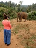 Kijk een olifant!