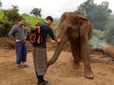 Kennismaking met Medu, de olifant waar Bas komende dagen op gaat rijden