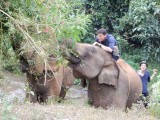 Bas viel bijna van de olifant af omdat haar kop zo omhoog ging