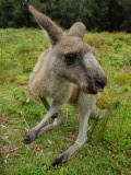 Wat een leuke beestjes, zie ook video 'kangaroo safari'