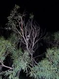 Zie je zomaar een wilde Koala in de boom zitten!!