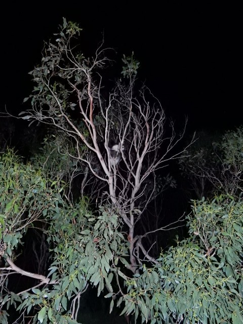 Zie je zomaar een wilde Koala in de boom zitten!!