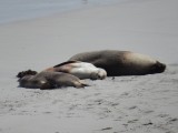 Wilde, slapende, zeehondjes