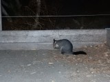 Wie sluipt er zo rond onze campervan!? Het is een Possum!
