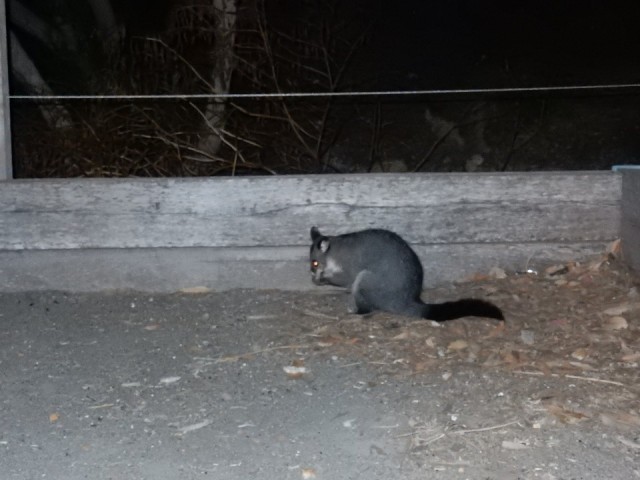 Wie sluipt er zo rond onze campervan!? Het is een Possum!