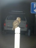 Midden in de nacht zagen naast de Possum ook een Frogsmouth (Uil)