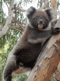 Een bezoekje aan de Koala walk was het zeker waard!
