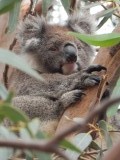 Welgeteld hebben we 22 Koala's gezien!