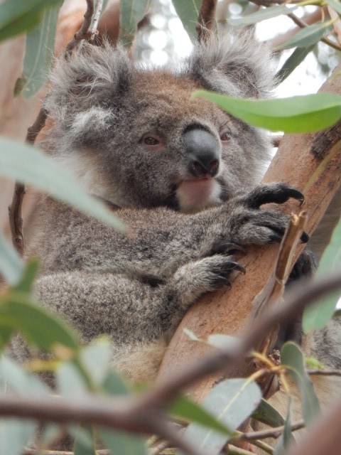 Welgeteld hebben we 22 Koala's gezien!
